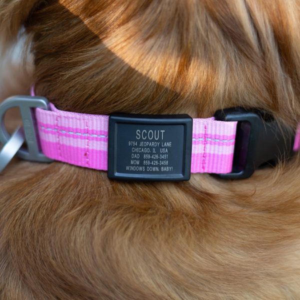 Dog ID 2 Fashion