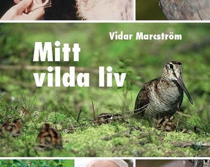 Mitt vilda liv Online Hot Sale